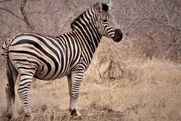 lone-zebra