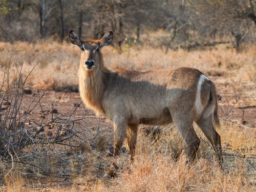 KrugerCapeTownTour (10)