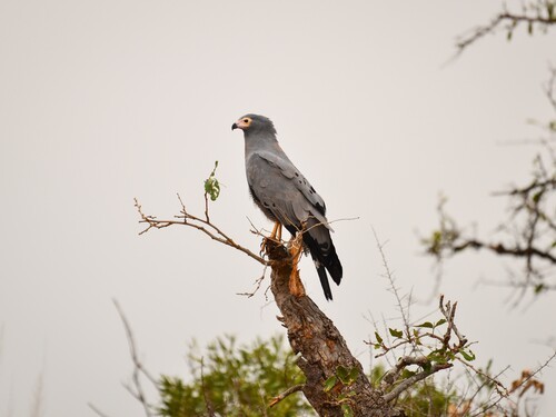 KrugerCapeTownTour (13)